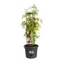 Plant pot Elho Basics Tomato Black (Ø 33 cm)