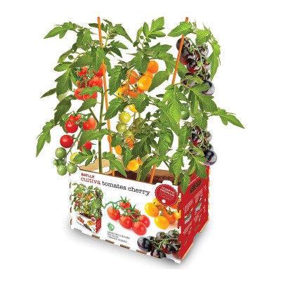 Set de culture Batlle Tomates naturelles 30 x 19,5 x 16,2 cm