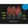 Self-watering flowerpot Lechuza Black 100 x 32,5 x 34,5 cm Rectangular