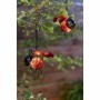 Lighting decoration Galix Ladybird Metal Plastic