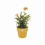 Pot Elho 9262302511800 Ocre Plastique Rond Ø 24,7 x 23,2 cm