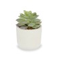 Decorative Plant Succulent Plastic 14 x 13,5 x 14 cm (12 Units)