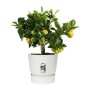 Plant pot Elho Greenville Circular White Plastic (Ø 29,5 x 27,8 cm)