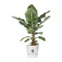 Plant pot with Dish Elho Greenville Ø 39 x 36,8 cm Circular White Plastic