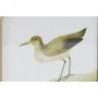 Cadre DKD Home Decor Oiseaux Cottage 30 x 2 x 30 cm (6 Unités)