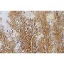 Painting Home ESPRIT Blue Golden Beach Mediterranean 80 x 3 x 80 cm (2 Units)