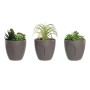 Decorative Plant DKD Home Decor Grey Beige Polyethylene Green polypropylene (11 x 11 x 15 cm) (3 Units)