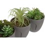 Decorative Plant DKD Home Decor Grey Beige Polyethylene Green polypropylene (11 x 11 x 15 cm) (3 Units)