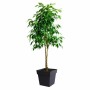 Plant pot EDA Grey polypropylene Plastic 39 cm 39 x 39 x 39 cm