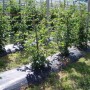Weed control mesh Fun&Go Black 100 g/m² 2 x 100 m