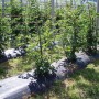 Weed control mesh Fun&Go Black 100 g/m² 1 x 100 m