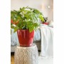 Pot Lechuza Rouge polypropylène Rond