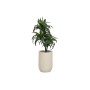 Plante décorative Home ESPRIT Résine Polyéthylène 50 x 50 x 102 cm