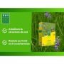 Seeds BHS Luzerne
