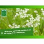 Seeds BHS Luzerne