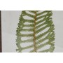 Cadre Home ESPRIT Verre Sapin 45 x 2,5 x 70 cm