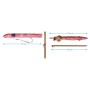 Parasol Corail 200 cm UPF 50+