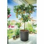 Pot Deroma Millennium Anthracite Plastique 59 x 59 x 49,5 cm