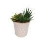 Plante décorative Versa Céramique Plastique Fusion Succulent 7,8 X 14 X 7,8 CM