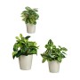 Set de pots Ibergarden LINCE PQ - 7044 LINCE PQ - 7044 Gris Argile 16,5 x 16 x 16,5 cm (6 Unités)