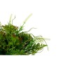 Plante décorative Ibergarden XD19-1369 XD19-1369 Plastique Verre 21 x 30 x 21 cm 34 x 39,5 x 34 cm (6 Unités)