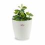 Planter Stefanplast White Plastic 29 x 26,5 x 29 cm 29 x 27 x 29 cm (6 Units)