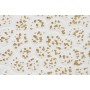 Decorative Figure Home ESPRIT White Golden Flower Stripped 137 X 11 X 56,5 CM