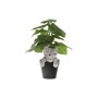 Figurine Décorative Home ESPRIT Marron Noir Gris 8 x 8 x 10 cm (4 Unités)