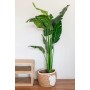 Panier décoratif Home ESPRIT Crème Naturel Fibre naturelle Boho (3 Pièces)
