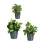 Set of pots Ibergarden Anthracite Clay 16,5 x 16 x 16,5 cm (6 Units)