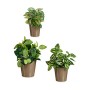Set de pots Ibergarden Taupe Argile 16,5 x 16 x 16,5 cm (6 Unités)