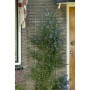 Garden Fence Nature Green Galvanised Steel 42,5 x 145 cm