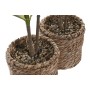Decorative Plant Home ESPRIT Polyethylene Fibre 30 x 30 x 75 cm (2 Units)