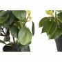 Plante décorative DKD Home Decor Vert PP PE Ficus (2 Unités) (21 x 18 x 30 cm)