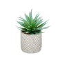 Plante décorative Ibergarden Bois Polyéthylène Plastique Ciment Succulent 17 x 21 x 17 cm (8 Unités)