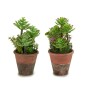 Plante décorative Ibergarden Plastique Succulent 16 x 23 x 16 cm (12 Unités)