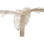 Decorative Figure Home ESPRIT Natural Tree Tropical