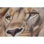 Cadre Home ESPRIT Bleu ciel Lion Urbaine Laqué 62 x 3,5 x 92 cm (2 Unités)